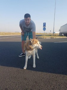 transport-animale-aki