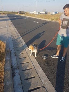 transport-animale-beagle
