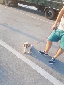 transport-animale-bichon