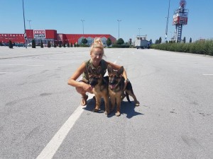 transport-animale-german shepherd 