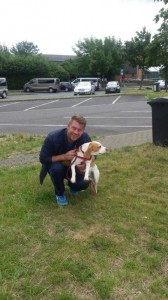 transport-caini-beagle