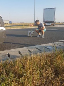 transport-caini-bichon