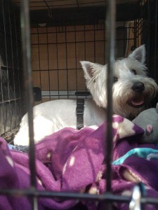 transport-caini-terrier