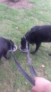 transport-catei-franta
