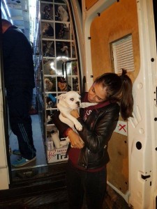 transport-animale-amstaff