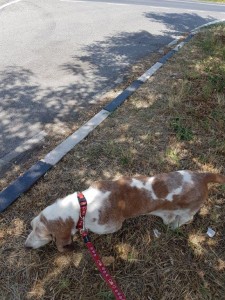 transport-animale-basset hound