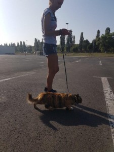 transport-animale-belgia