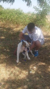 transport-animale-bulldog