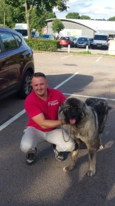 transport-animale-caucasian shepherd