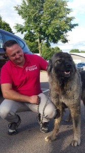 transport-caini-caucasian shepherd