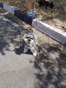 transport-caini-schnautzer
