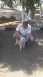 transport-catei-bichon
