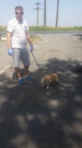 transport-catei-pekingese