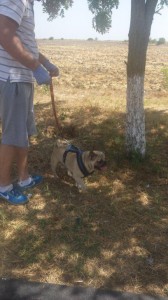 transport-catei-pug
