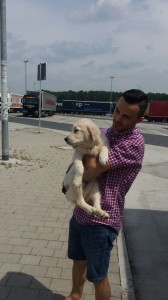 transport golden retriever uk