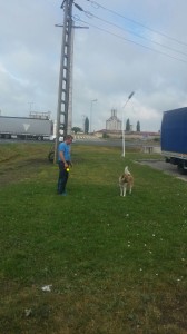 transport husky uk