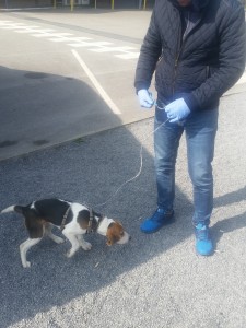 transport beagle anglia