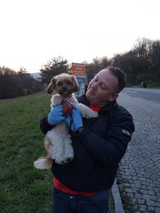 transport bichon belgia