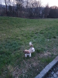 transport bichon germania