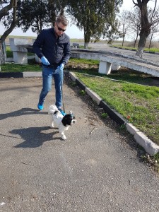 transport bichon in UK