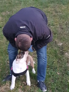 transport buldog englez