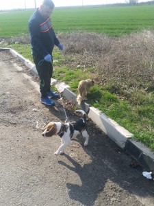 transport caini anglia