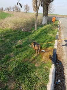 transport caini germania