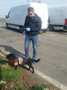 transport caniche in uk