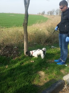 transport catel West Highland
