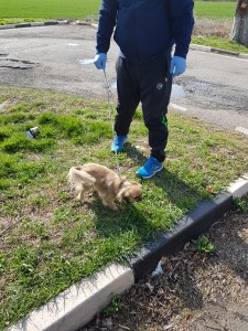 transport peckinez in anglia