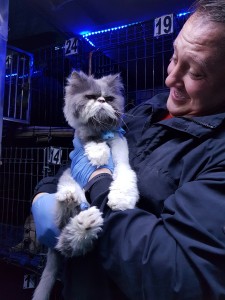 transport pisica  anglia