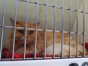 transport pisici anglia