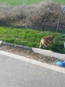 transport teckel in anglia