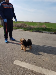 transport terrier UK (2)