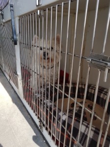 transport terrier romania anglia