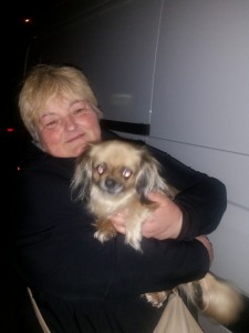 ttransport pekinez anglia