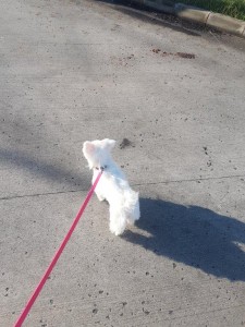 transport-catei-bichon