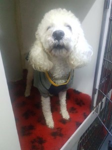 transport-catei-caniche