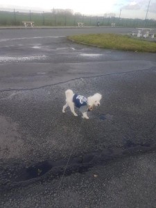 transport-catei-caniche (2)