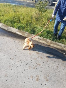 transport-catei-cocker