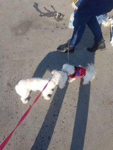 transport-catei-germania