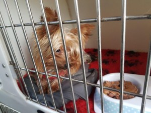 transport-catei-yorkshire terrier