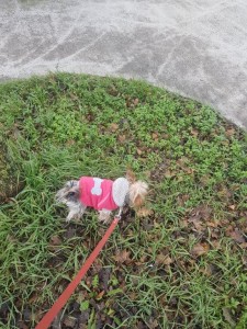 transport-catei-yorkshire terrier (2)