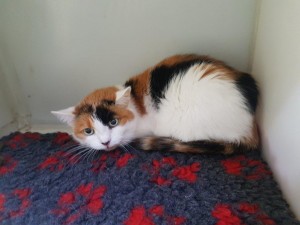 transport-pisici-anglia