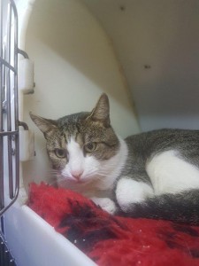 transport-pisici-belgia