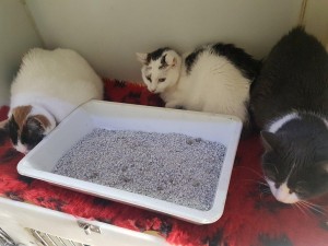 transport-pisici-germania