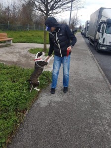 transport-animale-amstaff