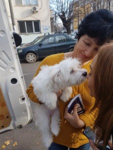 transport-animale-bichon