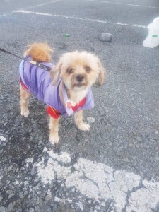 transport-animale-bichon (2)