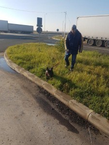 transport-animale-bulldog francez